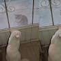 “Parece que vino a pedir permiso”: gatito se vuelve viral al intentar ‘rescatar’ a su amigo castigado para salir a jugar