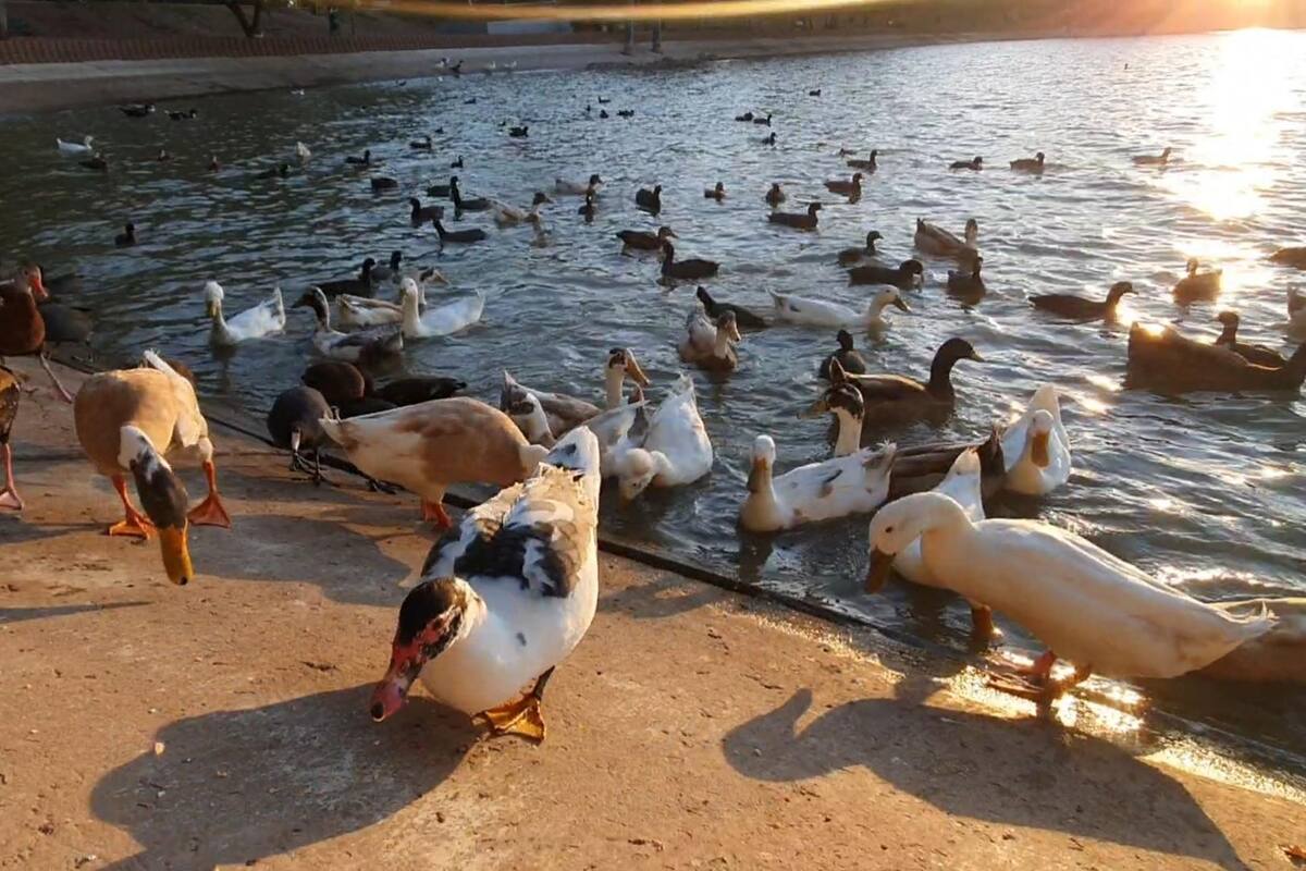 Cientos de aves migratorias dan espectáculo invernal en Ciudad Obregón