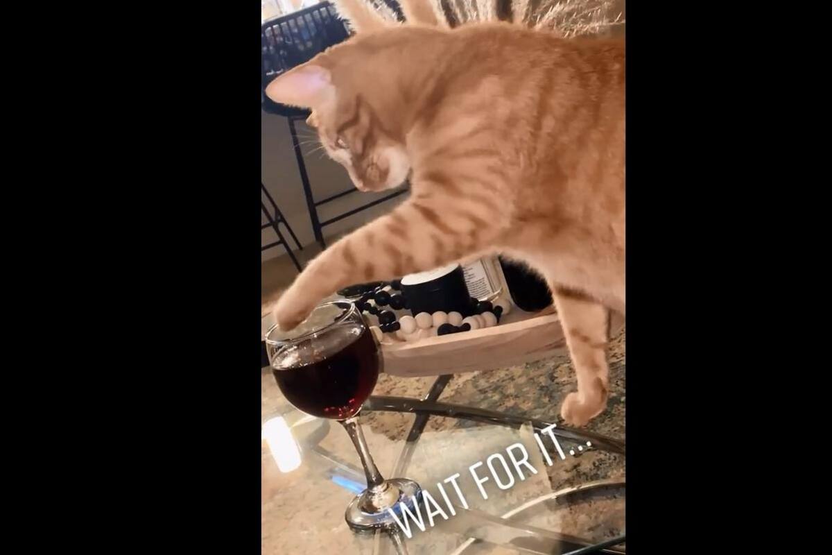 VIRAL TIKTOK: Gatito intenta "tomarse" el vino de su dueña