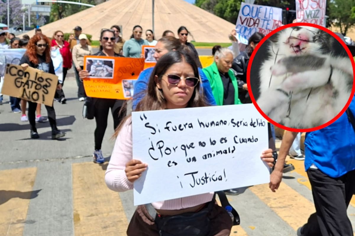 Exigen cárcel para hombre que cosió hocico de gatito y murió