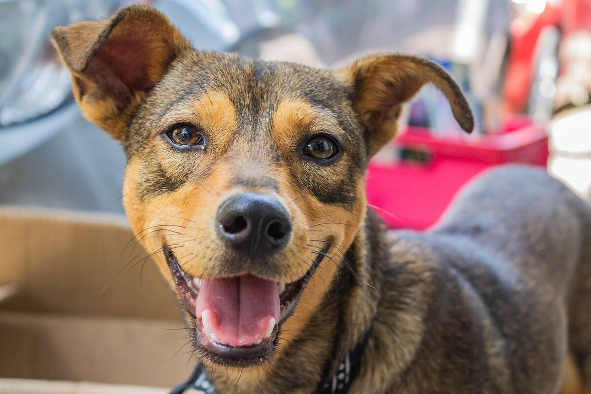 Mantener “perrhijos” cuesta a tijuanenses hasta 10 mil pesos mensuales