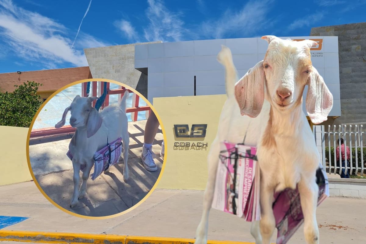 ¡Tony la “Mochila Loca”!: Alumna del Cobach llega con sus libros amarrados a su chivito de mascota