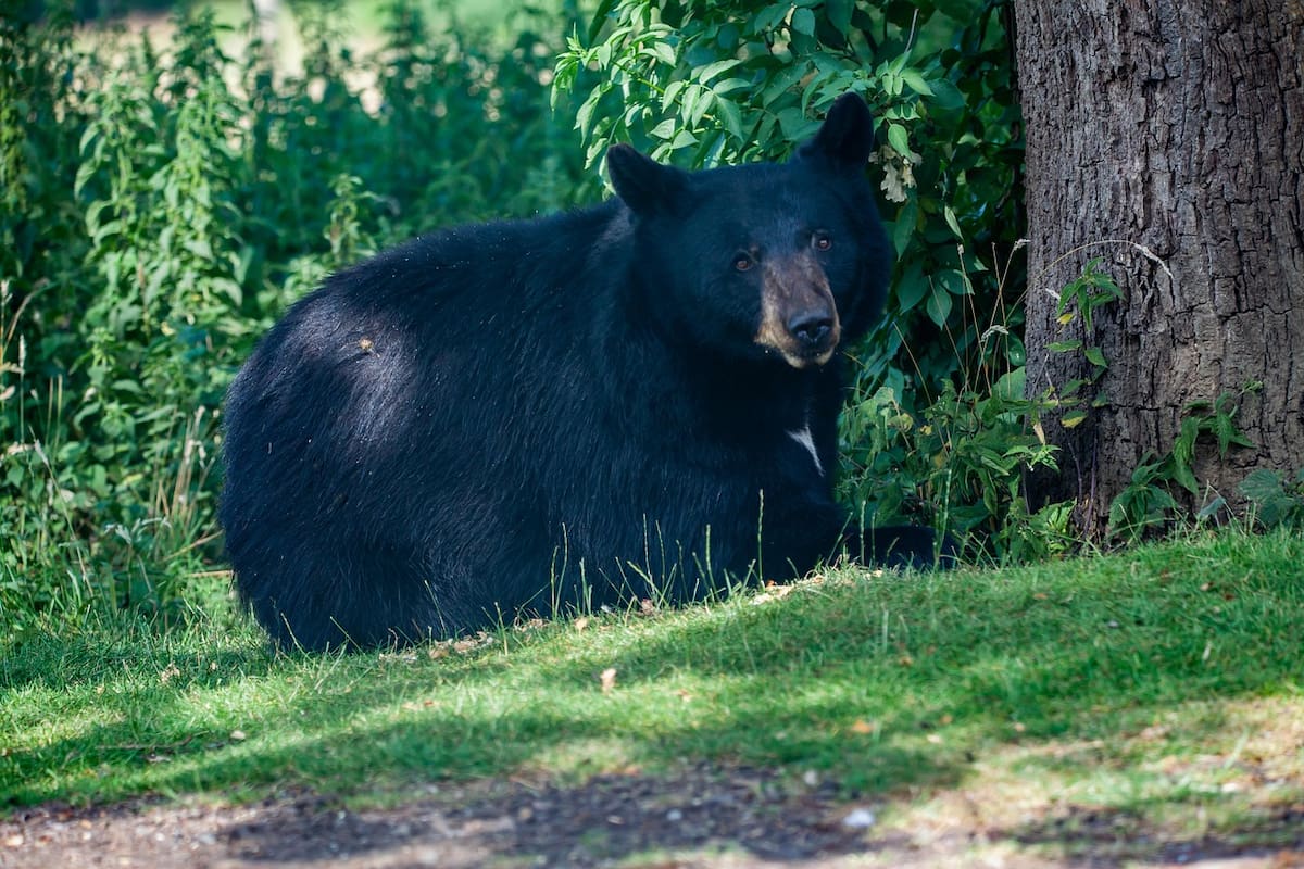 Animalistas en Florida buscan impedir la caza de oso negro