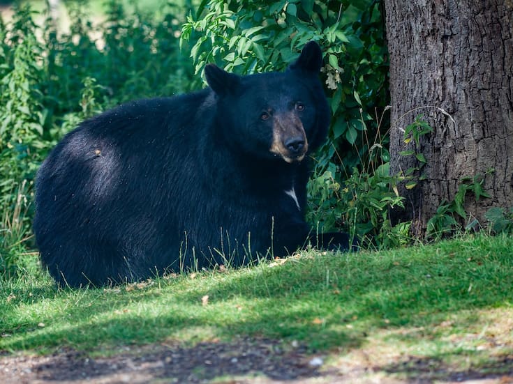 Semarnat y Grupo Bimbo lanzan un programa de conservación para el oso negro mexicano