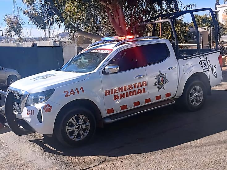 Vecinos de El Rastro son investigados por maltrato animal