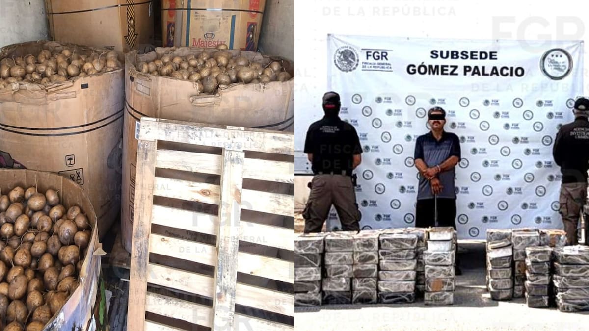 FGR asegura casi una tonelada de metanfetamina escondida en un tractocamión con jícamas