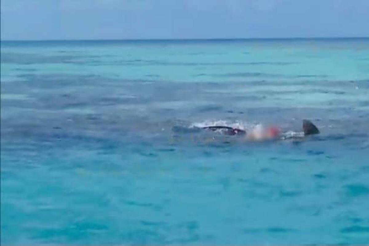 Arrecife Alacranes: Tiburones se comen el cuerpo de una persona y difunden el video