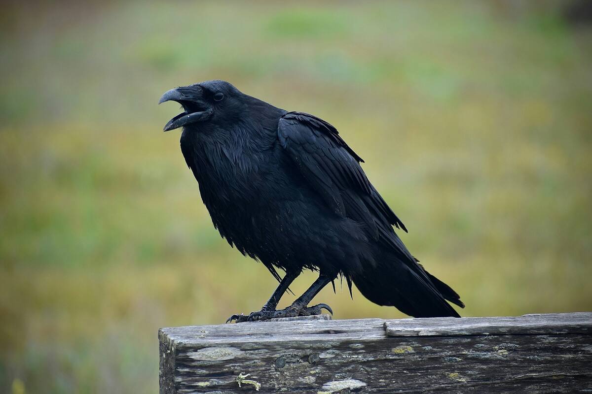El increíble descubrimiento sobre los cuervos que cambiará tu forma de pensar en estas aves