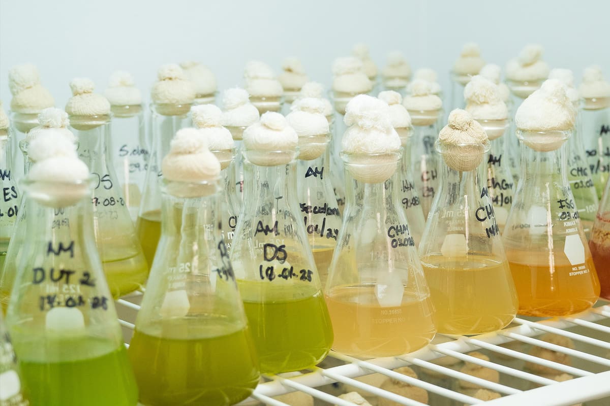 Cicese patenta método para cultivar microalgas con potencial para producir biodiesel