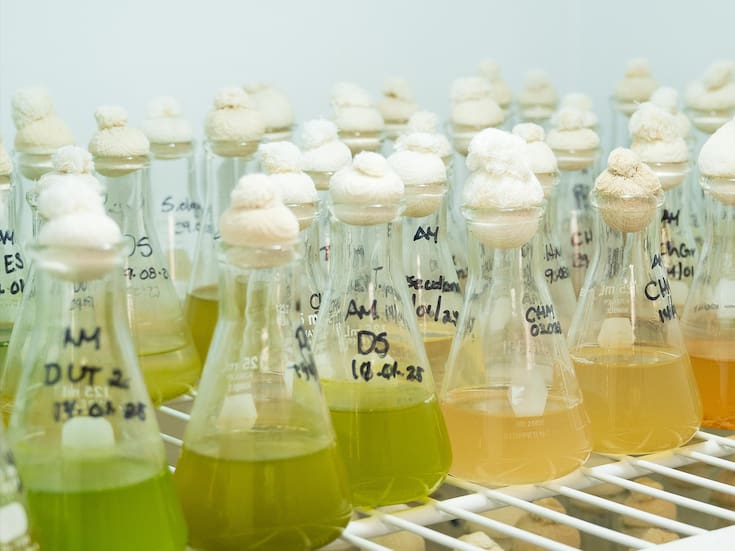 Cicese patenta método para cultivar microalgas con potencial para producir biodiesel