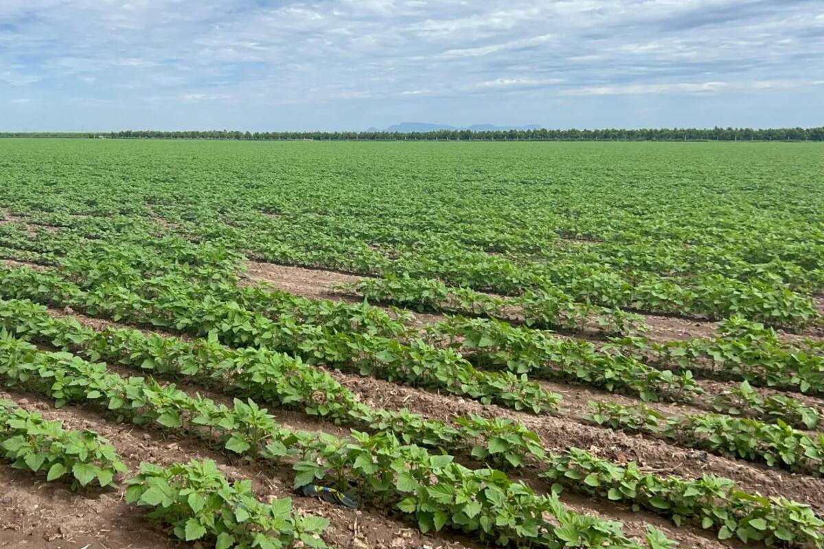 Afrontará etnia Yaqui ciclo agrícola sin trigo, pero con otros cultivos