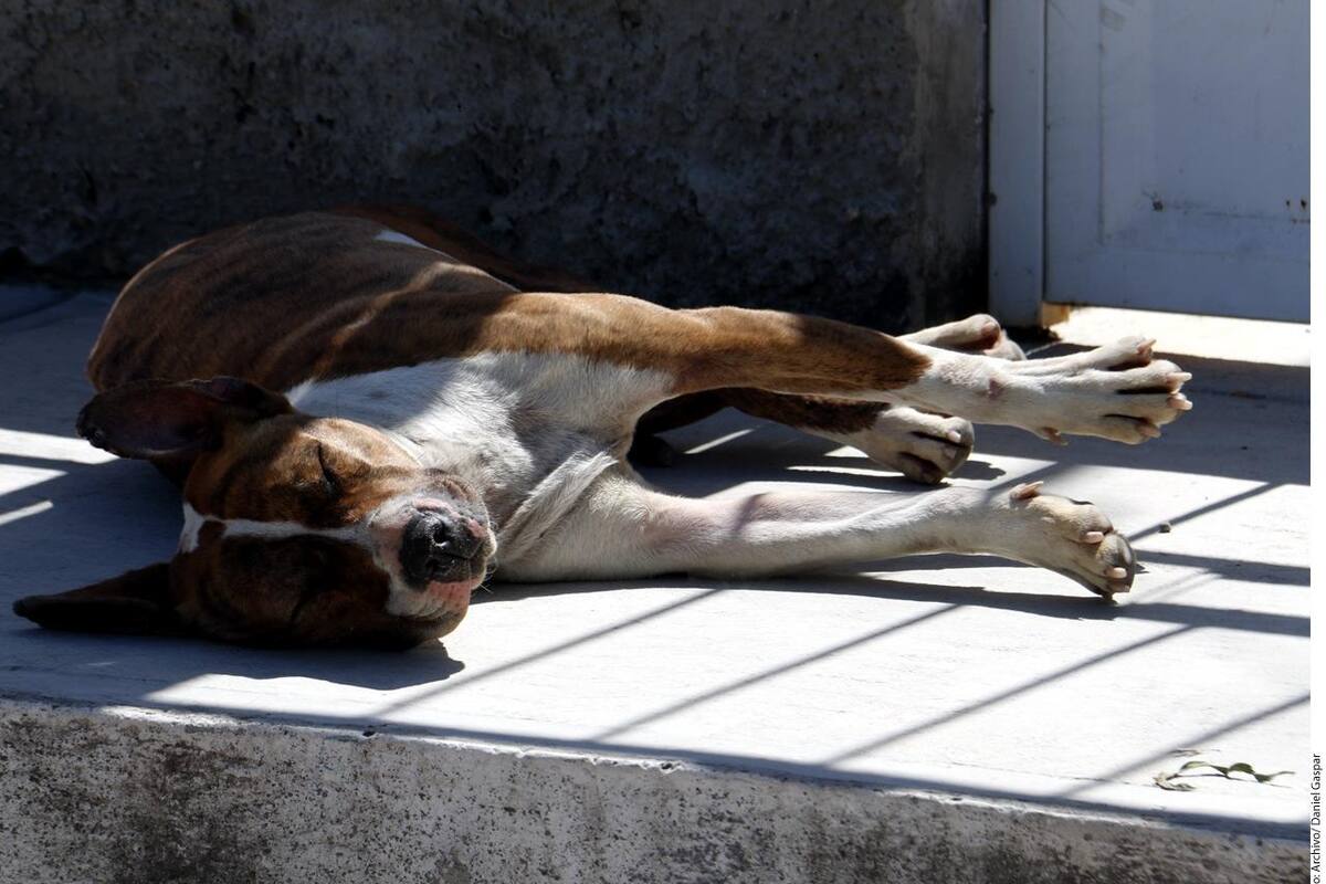 Invitan a adoptar mascotas en Agua Prieta