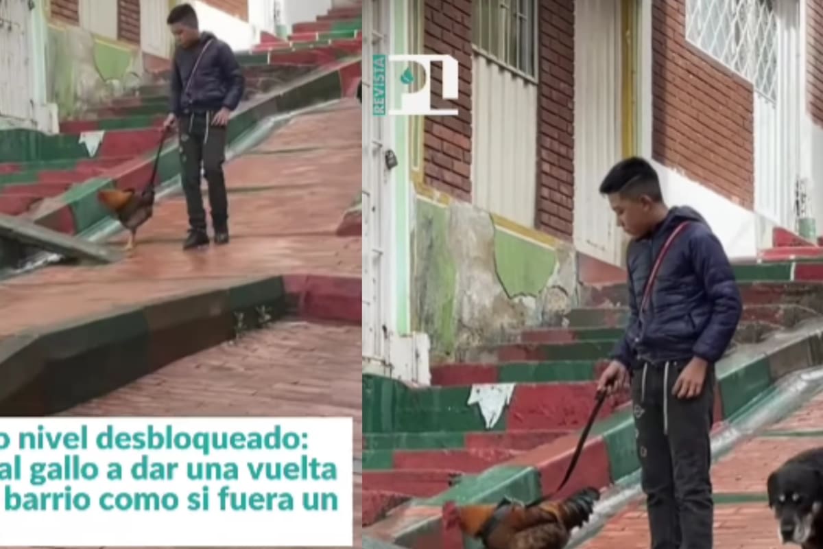 Hombre se vuelve viral en Colombia por pasear a su gallo con correa como si fuera mascota