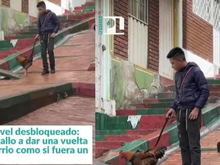 Hombre se vuelve viral en Colombia por pasear a su gallo con correa como si fuera mascota