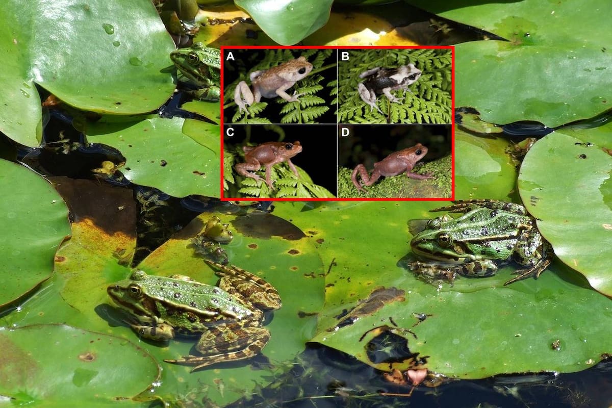 Descubren tres nuevas especies de sapos africanos en Tanzania que dan a luz a sus crías