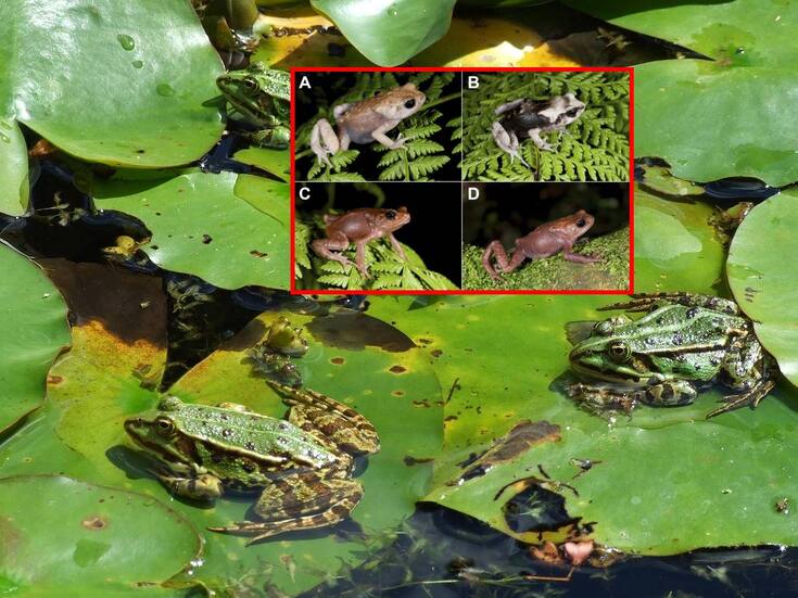 Descubren tres nuevas especies de sapos africanos en Tanzania que dan a luz a sus crías