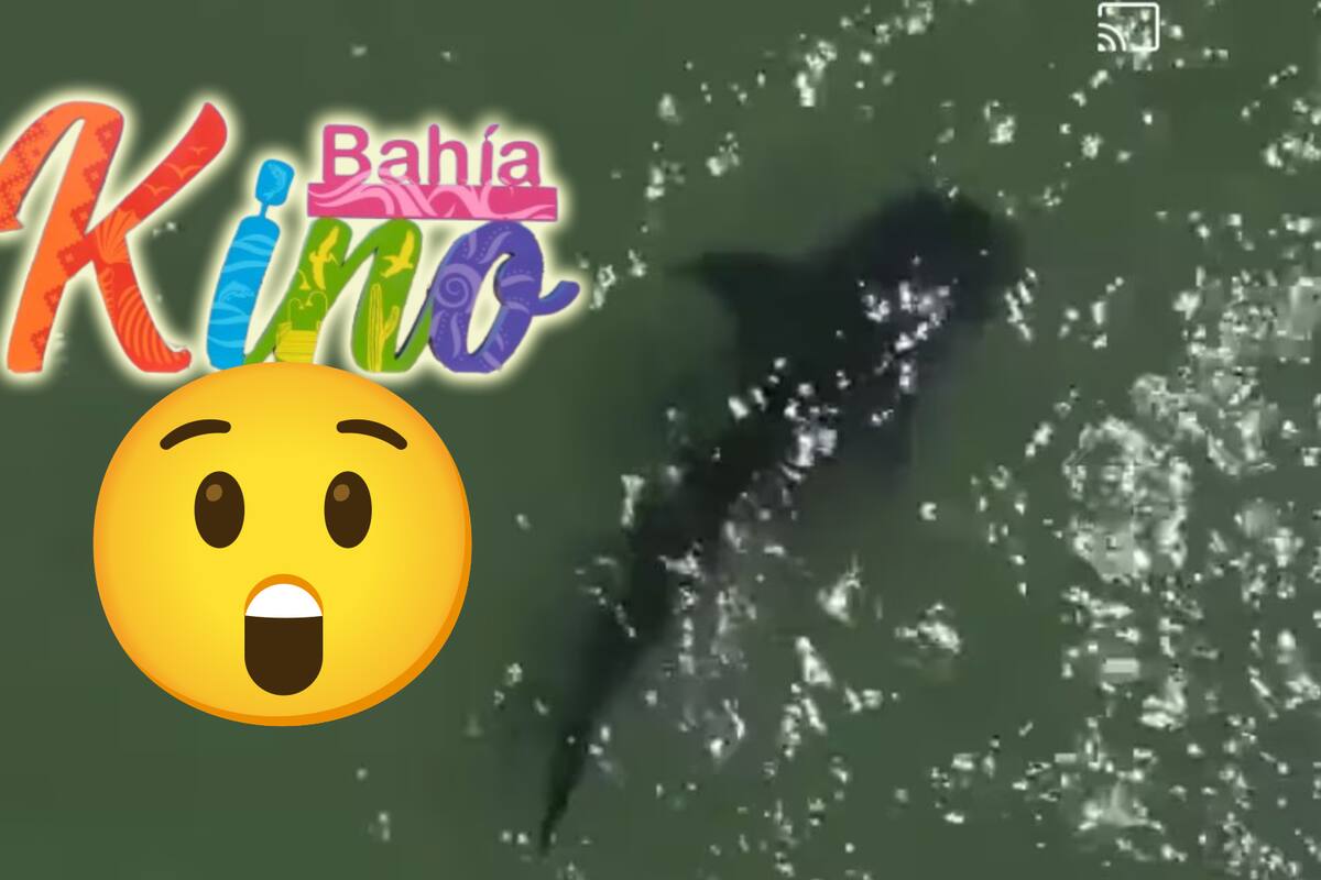 VIDEO: Avistan tiburón ballena en Bahía de Kino, Sonora