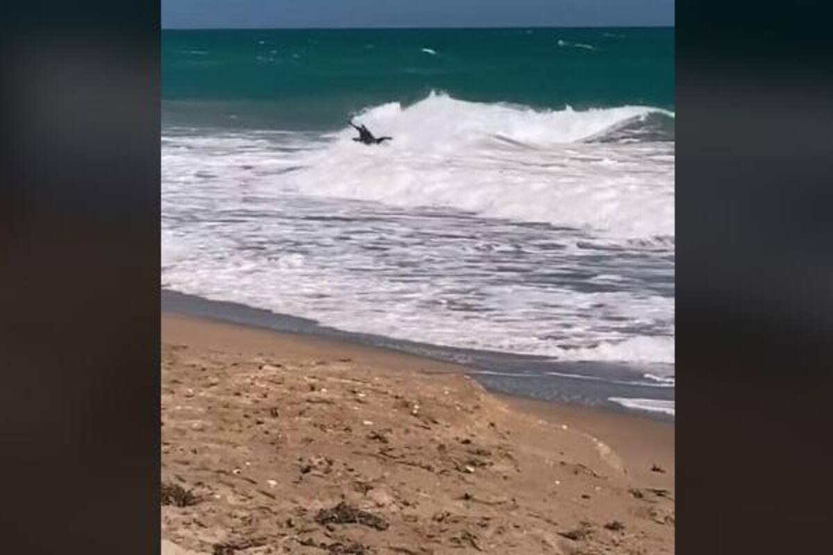 Pez vela asusta a grupo de personas en florida escena se hace viral