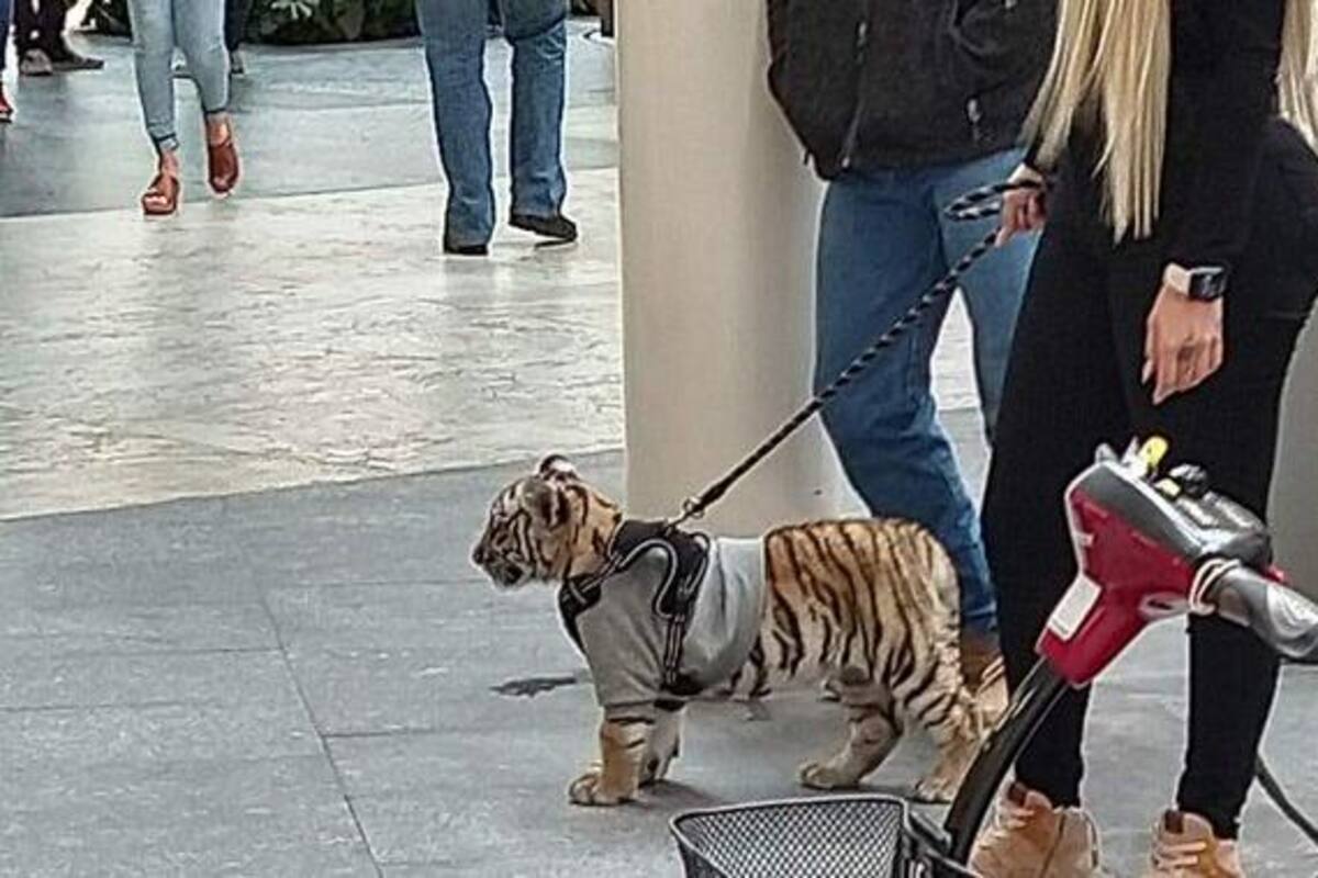 Pasea a cachorro de tigre en centro comercial