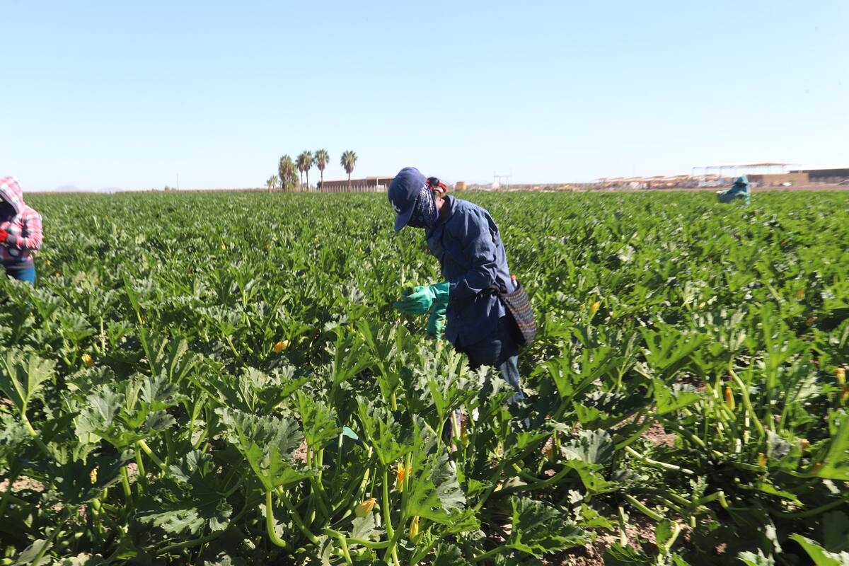Sin afectaciones por frío en las siembras de la Costa de Hermosillo
