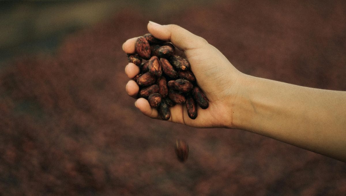 La compañía Mars anunció una alianza con Pairwise para desarrollar cacao modificado genéticamente mediante CRISPR.