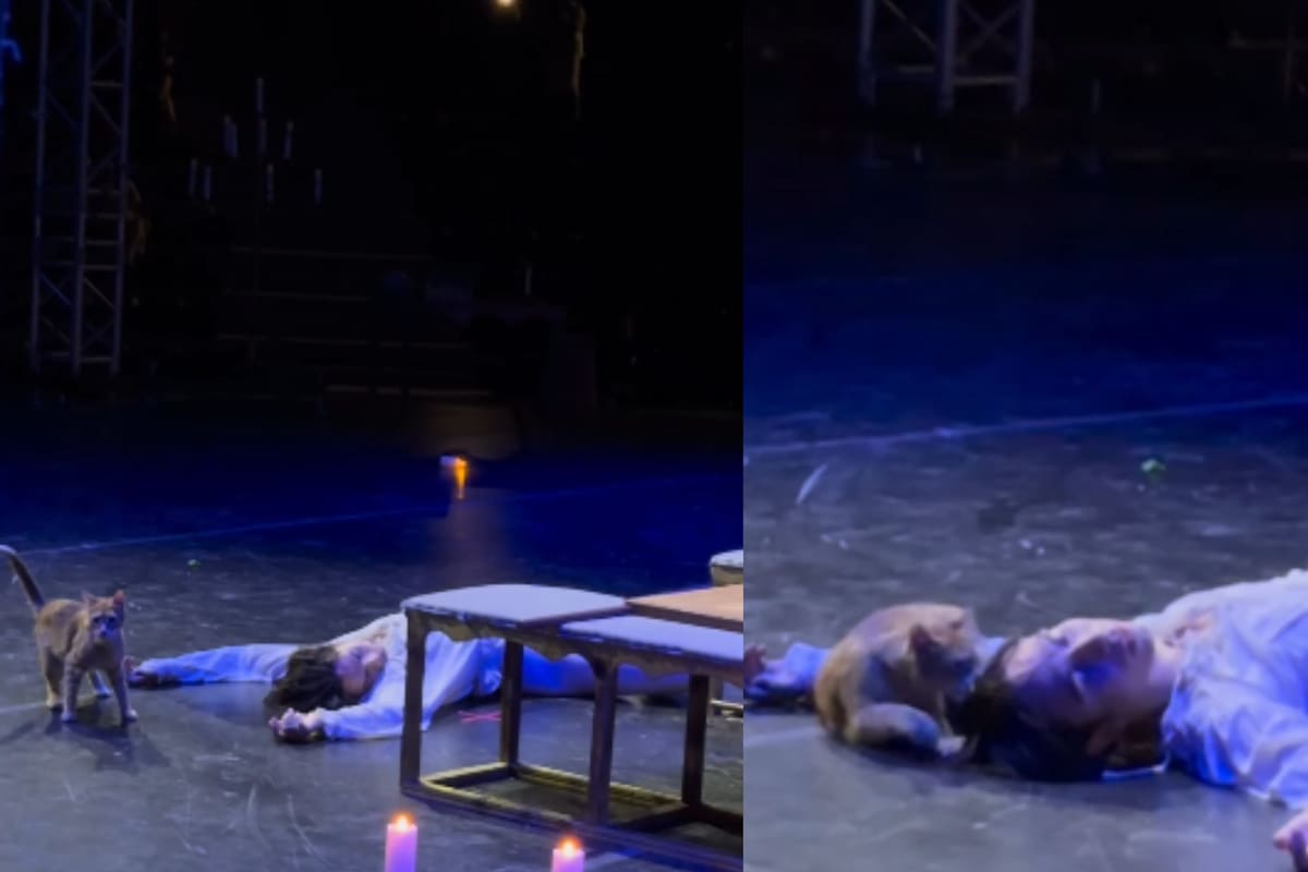 Un gato se roba el show del Ballet Imperial Ruso al adueñarse de la escena más dramática de “Romeo y Julieta” ante la mirada del público