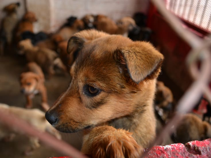 Refugio animal con más de 300 perros rescatados fue atacado a tiros en Estado de México