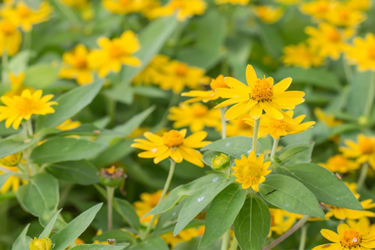 Beneficios de la árnica en la piel