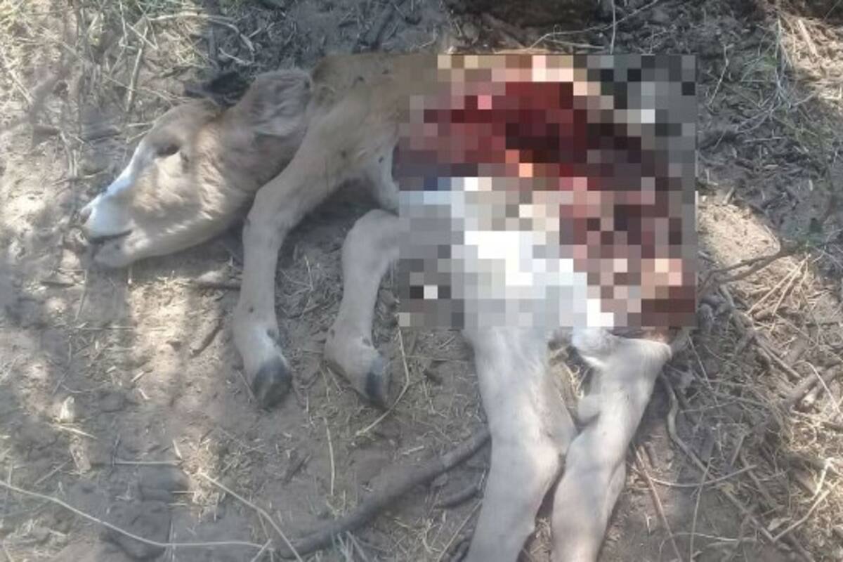 Aumentan ataques de perros a ganado