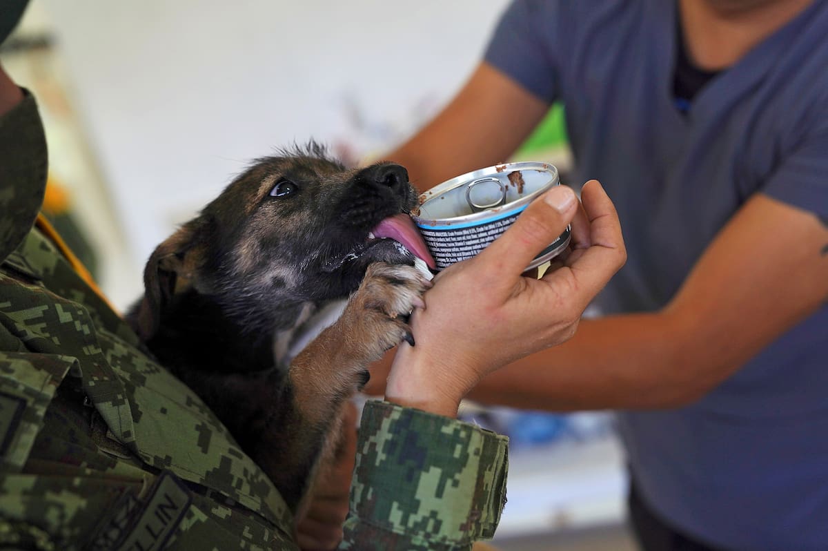 Imagen de archivo. Un soldado sostiene a un perro callejero lamiendo comida enlatada en el refugio "Perritos de Santa Lucía", administrado por el Ejército mexicano en un jardín de infancia desocupado, que se creó después de que los arquitectos y trabajadores del nuevo aeropuerto de Ciudad de México notaron una gran cantidad de perros callejeros deambulando. cerca del sitio de construcción, en Zumpango de Ocampo, México. 14 de julio de 2021. REUTERS / Toya Sarno Jordan
