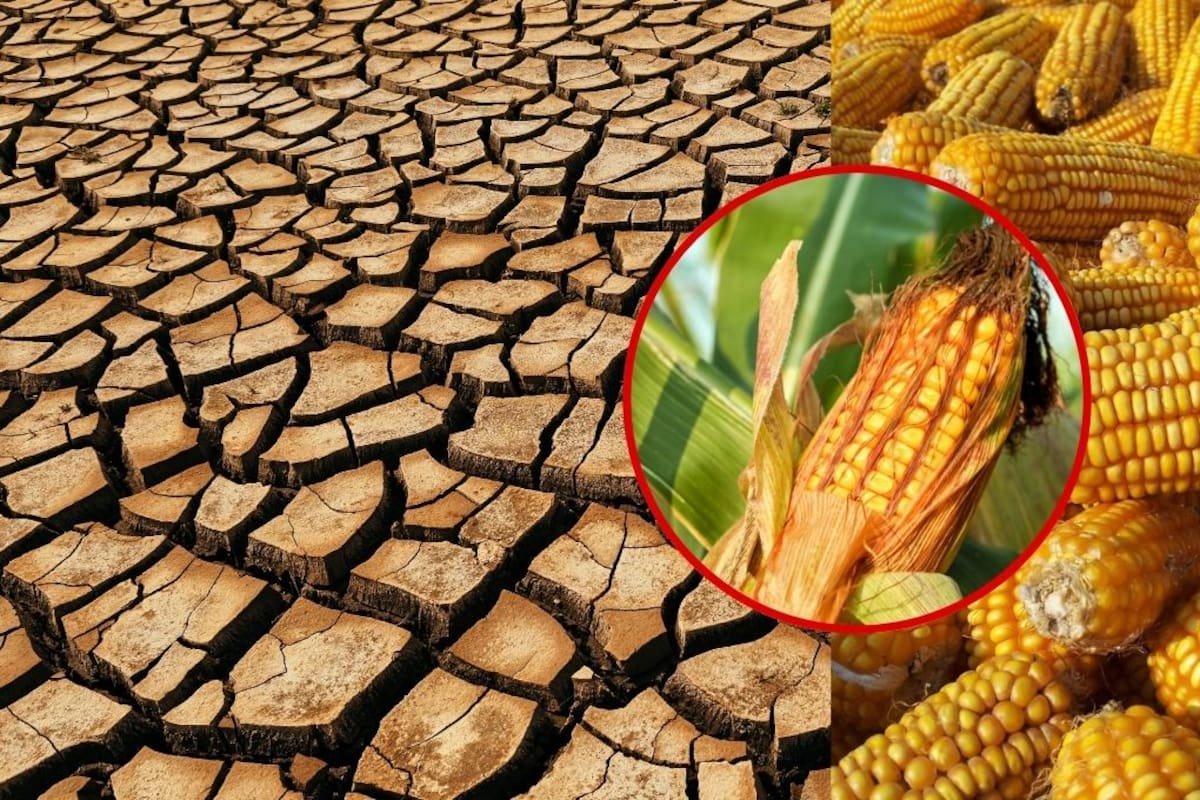 Producción de granos en México enfrenta su peor caída en los últimos 25 años por sequía y estrés hídrico, Sonora entre las regiones más afectadas: GCMA