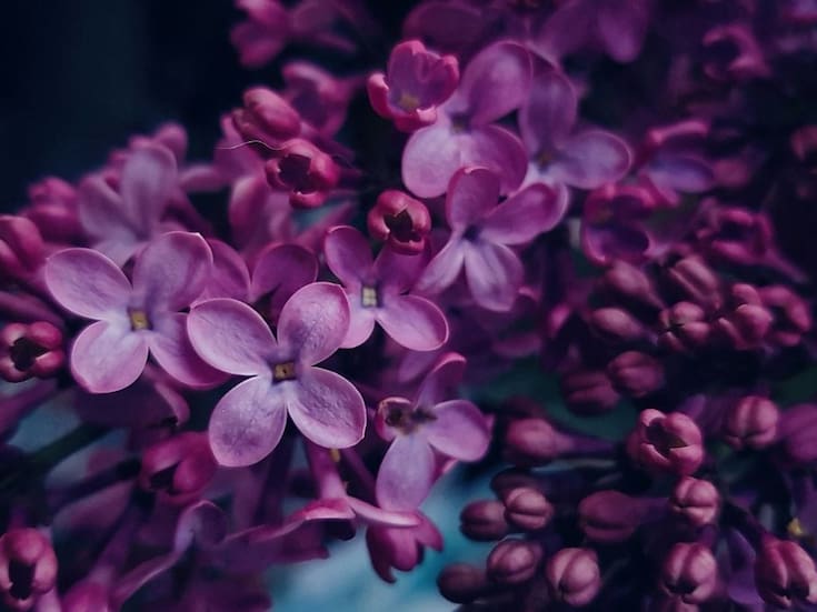 Soñar con lilas: qué significa este sueño y qué revela sobre tu vida emocional