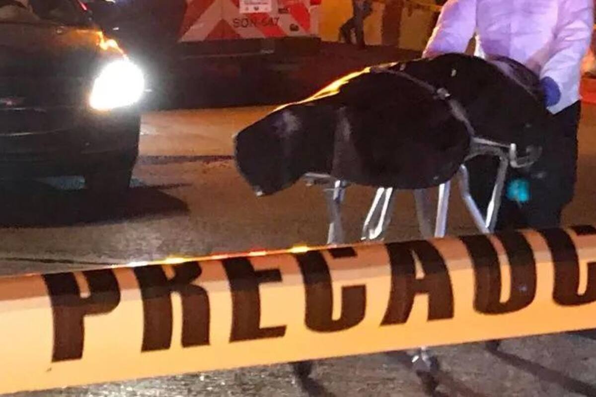 Homicidios en México: AMLO responde a Jorge Ramos que "han logrado contener" este delito