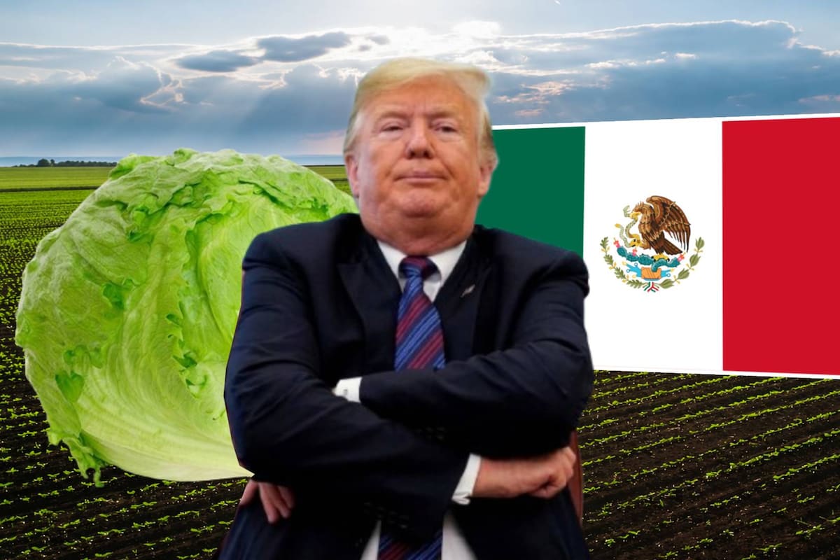 Trump usa la lechuga mexicana como una nueva excusa para castigar a México con MÁS aranceles