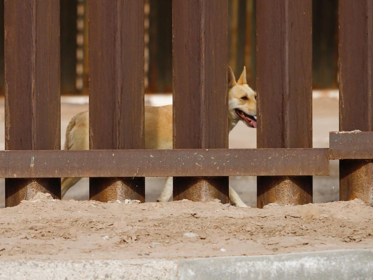 Un perrito busca la manera de cruzar de Estados Unidos hacia México, a través del muro fronterizo en Mexicali. (Foto: Juan J. Morales)