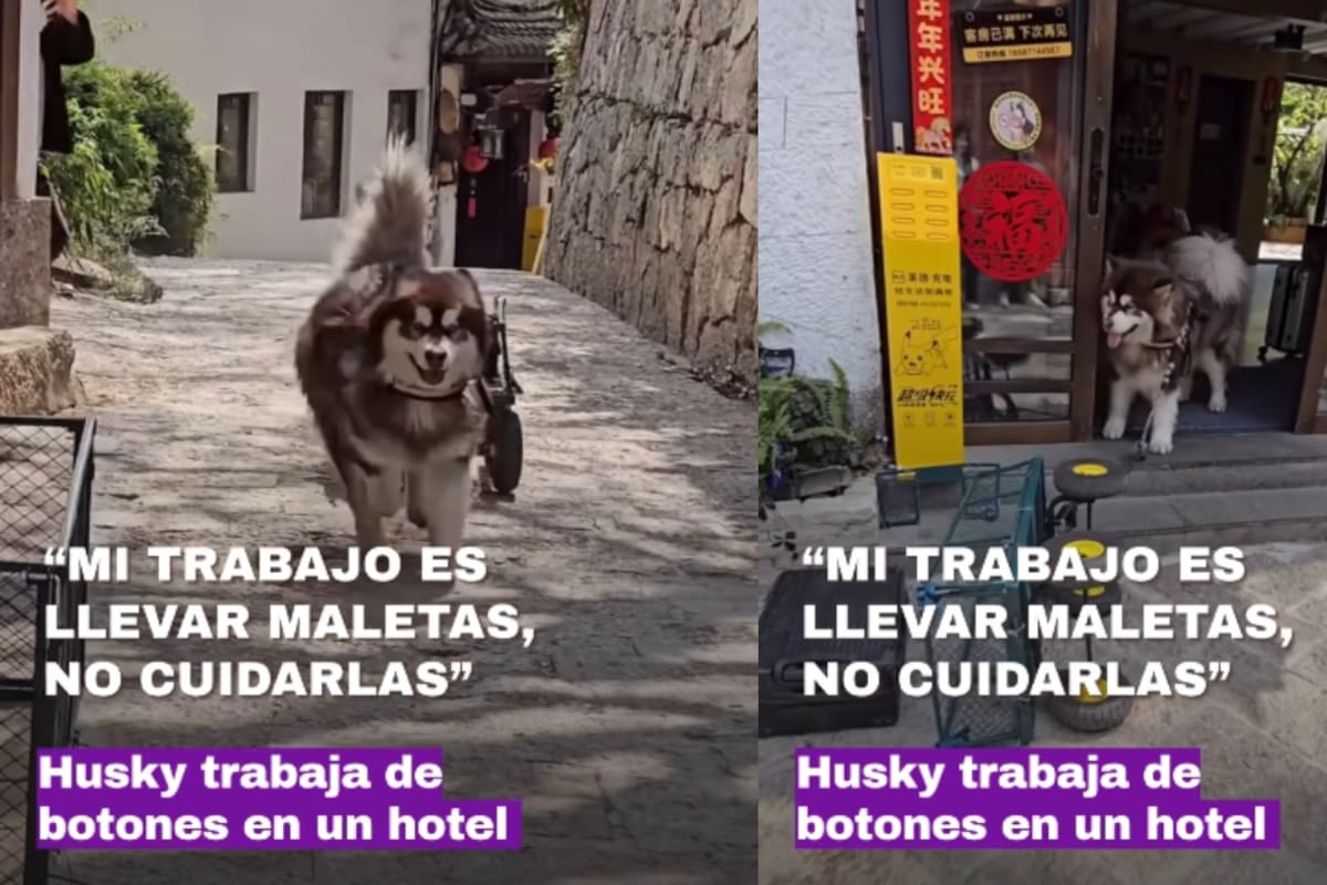 Es botones de un hotel y causa sensación: perro husky se vuelve viral por ayudar a llevar maletas