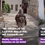 Es botones de un hotel y causa sensación: perro husky se vuelve viral por ayudar a llevar maletas