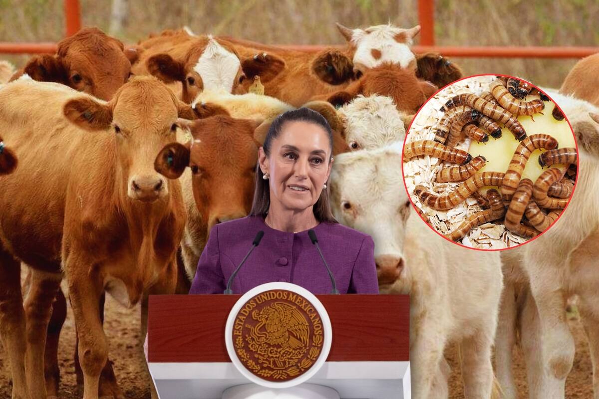 Sheinbaum afirma que México atiende plaga de gusano barrenador en ganado y que algunas peticiones de EEUU son “un exceso”