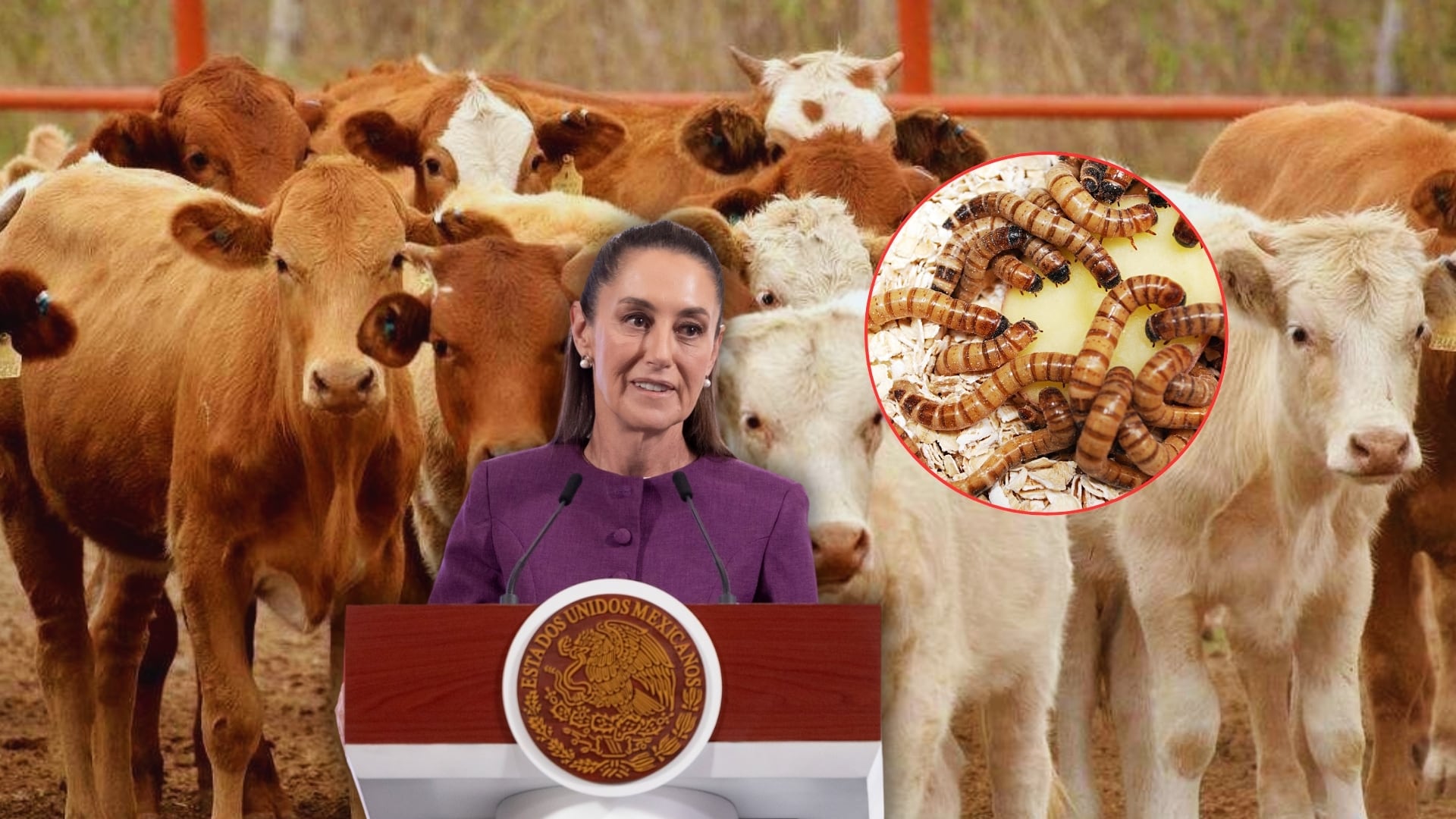 Sheinbaum afirma que México atiende plaga de gusano barrenador en ganado y que algunas peticiones de EU son “un exceso”. Foto: Especial