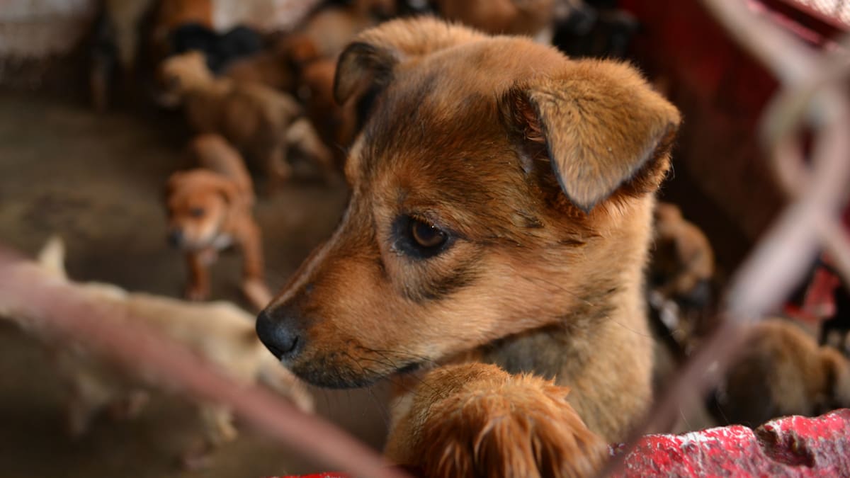 Rescatan 102 animales en cateo en Estado de México, detectan desnutrición y problemas de salud en perros, gatos y conejos tras su traslado a resguardo para atención veterinaria