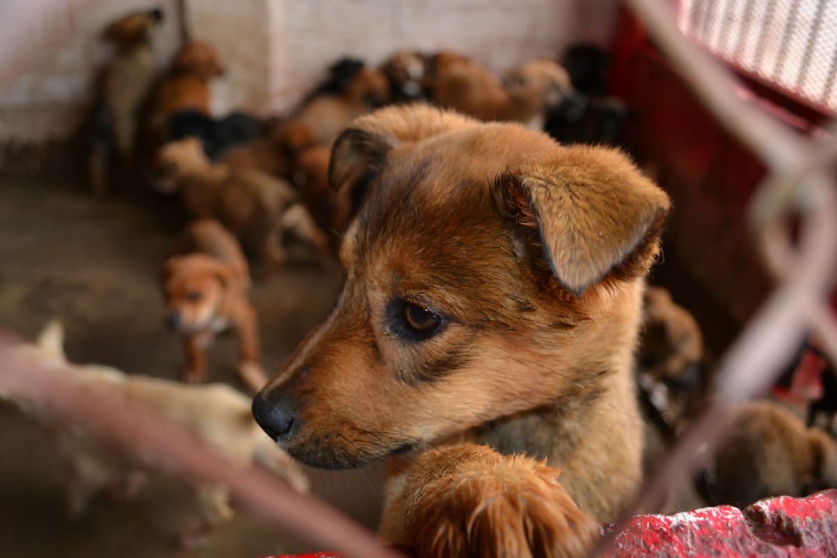 Rescata municipio hasta 50 perros en diciembre
