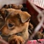 Patitas Firmes pide no dejar fuera a animales afectados por incendio en Cañón del Padre