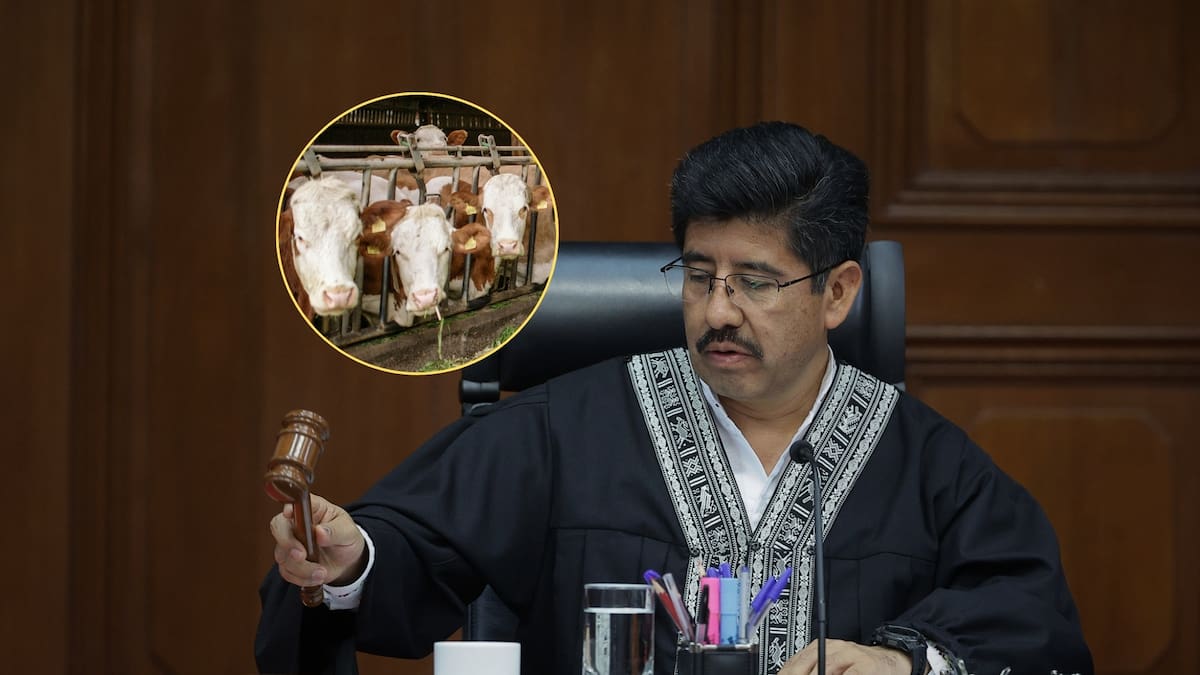 Ya es oficial: la Suprema Corte invalidó los permisos obligatorios para vender ganado y aclaró que los estados no pueden imponer autorizaciones previas que invadan facultades federales