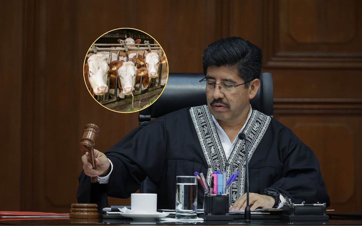 La Suprema Corte aclaró que los estados no pueden imponer autorizaciones previas para trasladar ganado si invaden facultades federales. Foto: Especial (SCJN/Canva)