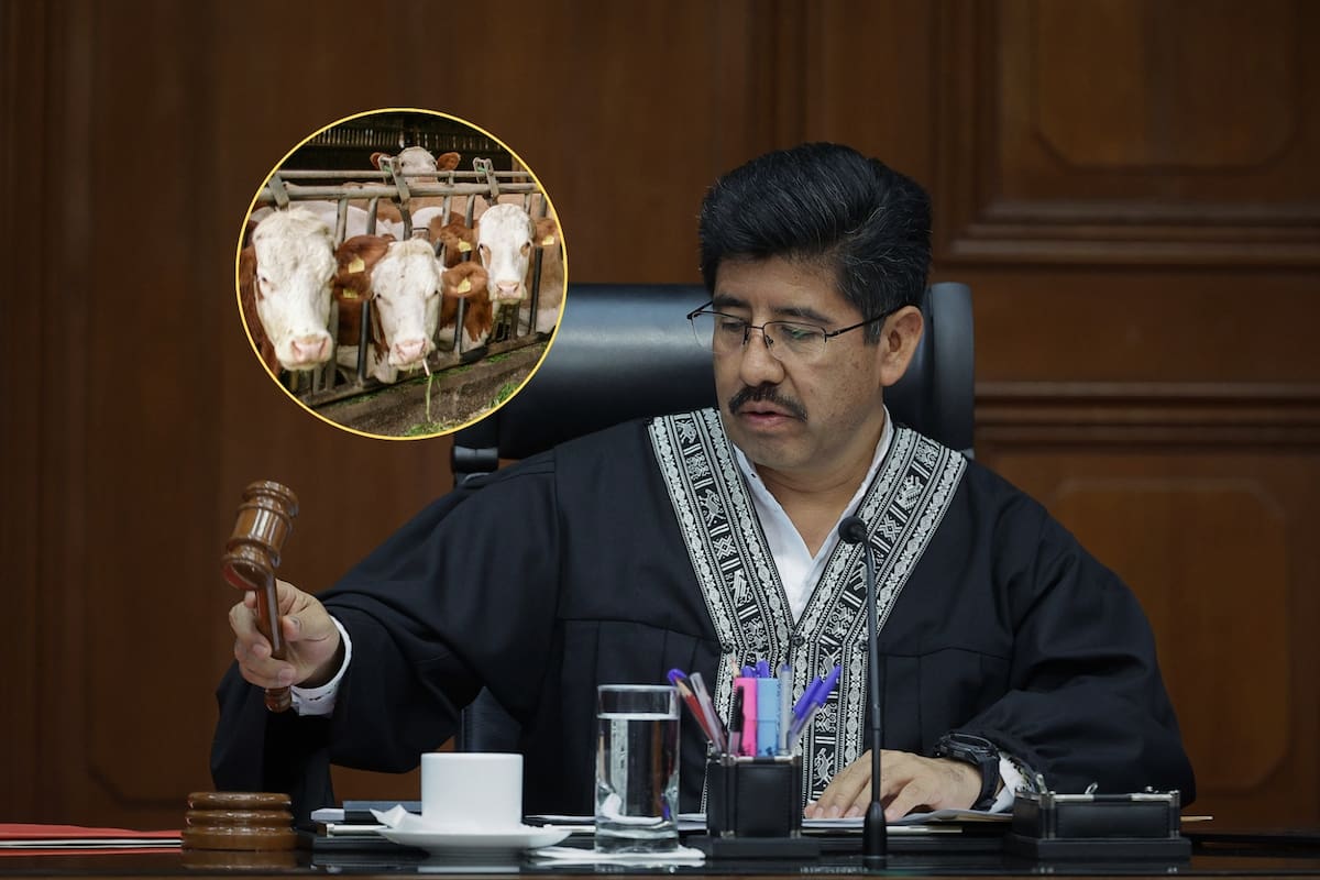 Ya es oficial: la Suprema Corte invalidó los permisos obligatorios para mover ganado y aclaró que los estados no pueden imponer autorizaciones previas que invadan facultades federales