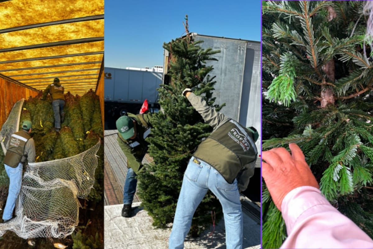 Profepa rechaza embarque de árboles de Navidad con plaga cuarentenaria: más de 497 mil fueron verificados en temporada 2025