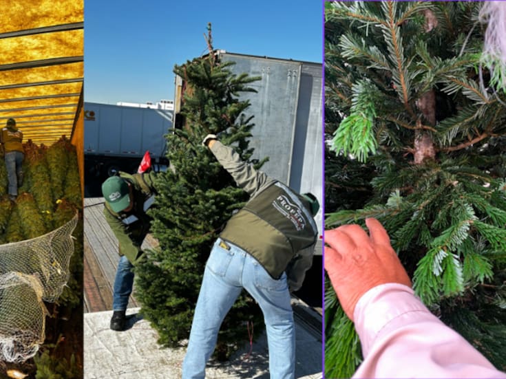 Profepa rechaza embarque de árboles de Navidad con plaga cuarentenaria: más de 497 mil fueron verificados en temporada 2025
