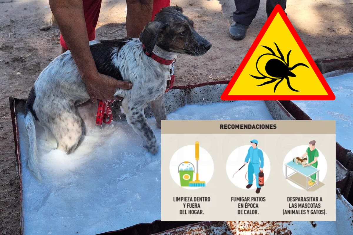 Llaman a cuidar hogares en época de calor para evitar garrapatas y riesgo de rickettsia