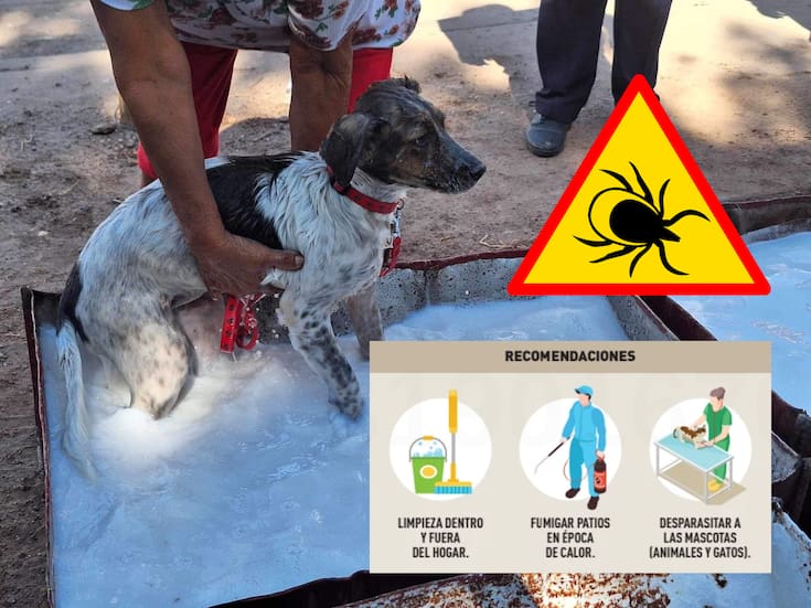 Llaman a cuidar hogares en época de calor para evitar garrapatas y riesgo de rickettsia