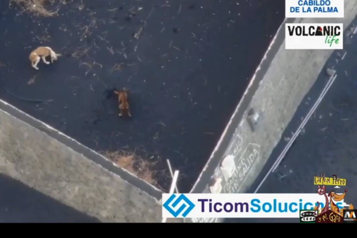 Volcán de La Palma: dos perros quedan atrapados por la lava, buscan rescatarlos usando un dron